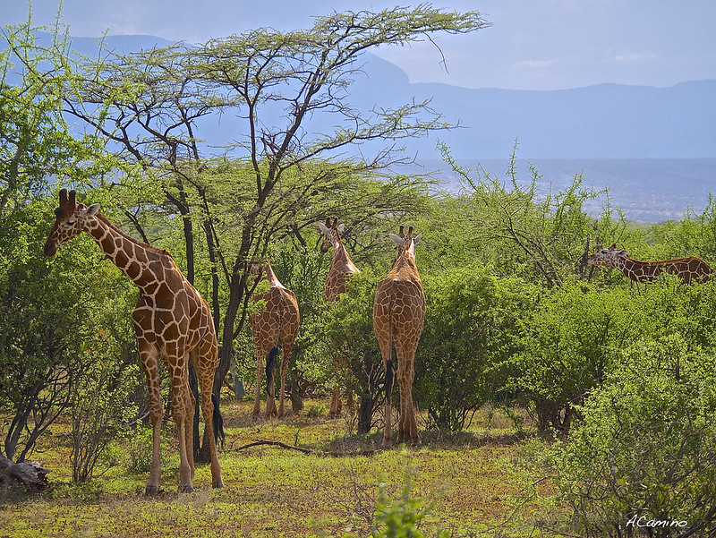 Safari en Samburu: Jirafas, Elefantes, Leones, Guepardos y muchísimos pájaros - 12 días de Safari en Kenia: Jambo bwana (71)