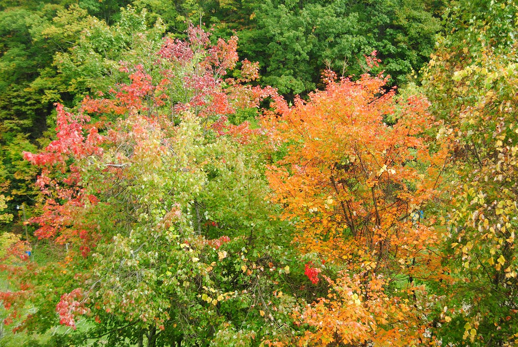Gatlinburg Fall Foliage