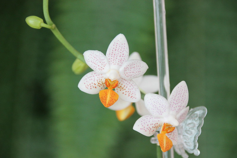 Phalaenopsis Mini Mark - Seite 2 15508464440_ca8757e8c9_c