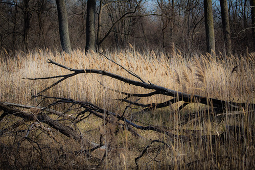 november red illinois woods gate willow springs 2014