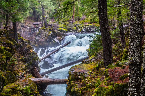 statepark trees white green nature water oregon canon river moss log whitewater unitedstates logs running flowing rogue needles prospect churn rougeriver t5i