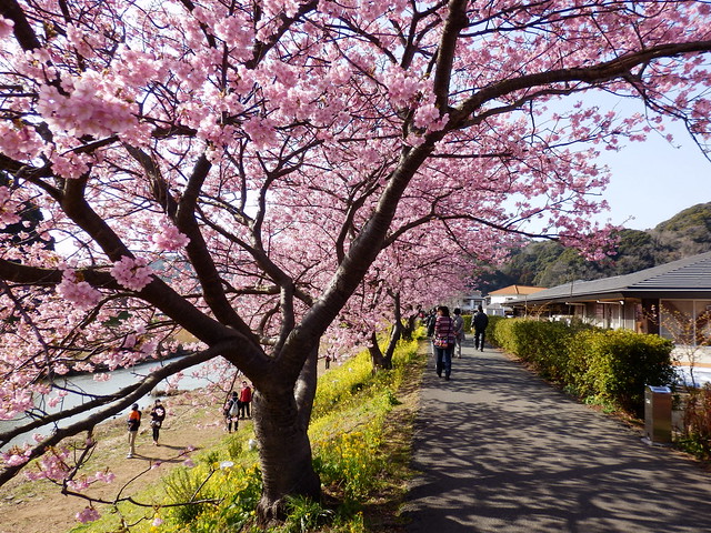 ݂Ȃ݂̍ƍ؂̉Ԃ܂bKawazu-zakura Cherry Blossoms and Rape Blossoms Festival