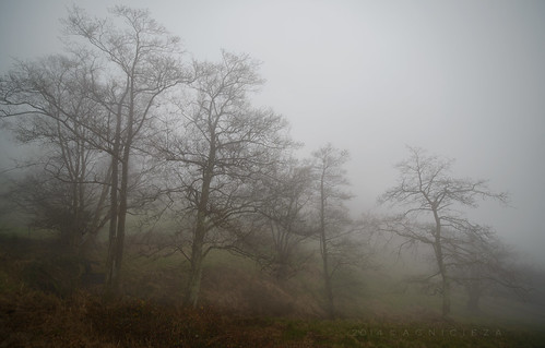 winter mist tree fog zeiss landscape oak quercus nikon paisaje árbol niebla 15mm roble 2015 zf2 fumarea moodytrees distagont2815 colladafumarea d800e