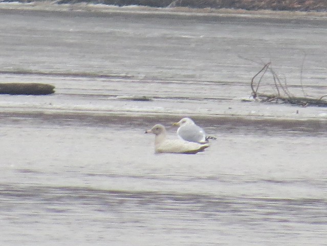 Glaucous Gull at Peoria Lake in Peoria County, IL 01