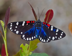 Faithful Beauty Moth - Composia fidelissima