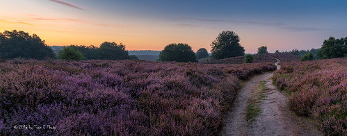 2016 holland netherlands nederland arnhem veluwezoom nationalpark heather heide summer outdoor sony a7rii sonyfe2470mmf4 pink purple morning sunrise