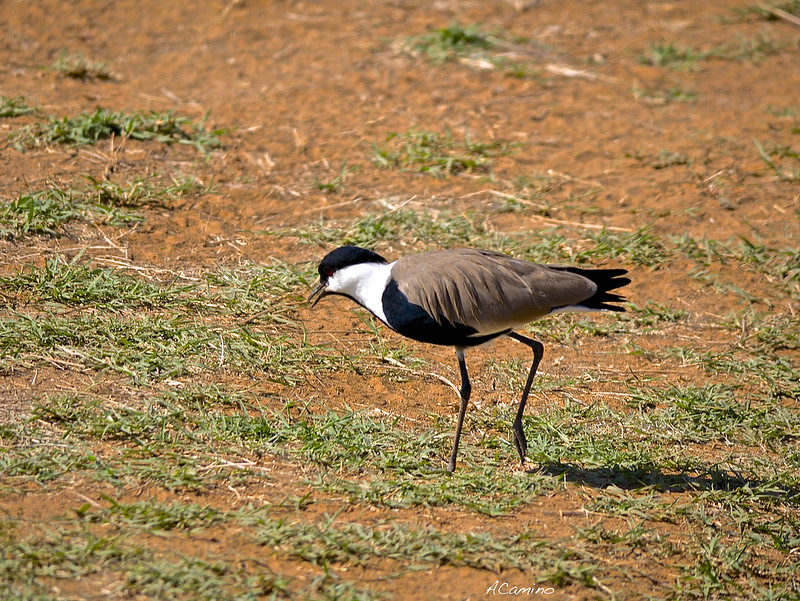 Safari en Samburu: Jirafas, Elefantes, Leones, Guepardos y muchísimos pájaros - 12 días de Safari en Kenia: Jambo bwana (26)