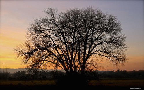 tree silhouette sunrise