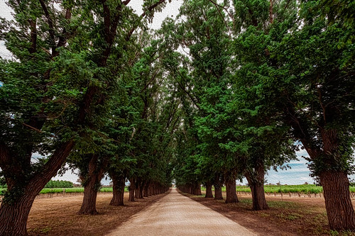 trees landscape australia victoria winery driveway wodonga wahgunyah