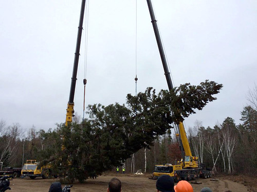 About 500 people attended the tree-harvesting ceremony to watch the 88-foot, 13,000-pound Minnesota spruce chosen as the 2014 U.S. Capitol Christmas Tree. The Chippewa National Forest is donating the tree, often referred to as the People’s Tree. The tree-lighting ceremony is scheduled for Dec. 2. (U.S. Forest Service)