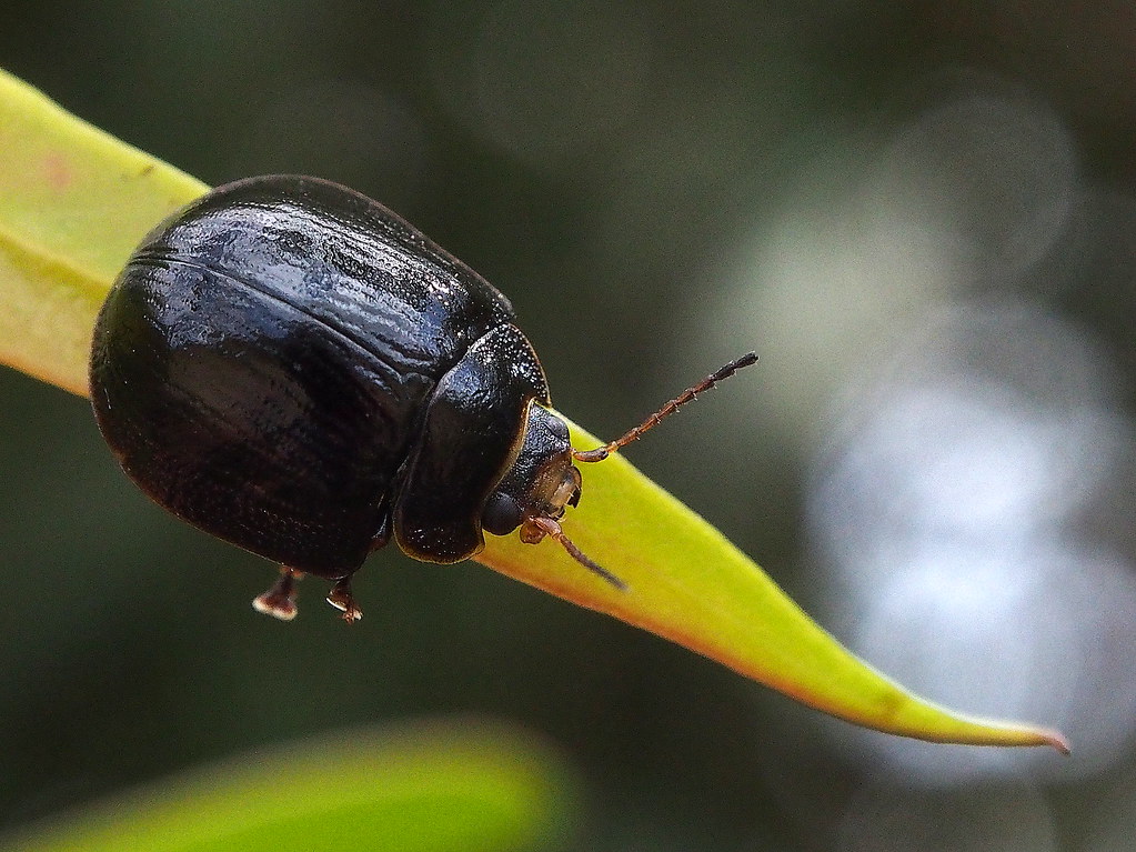 Paropsisterna Agricola Black Morph Patrick Calmels Flickr