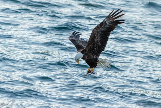 Bald Eagle with a fish