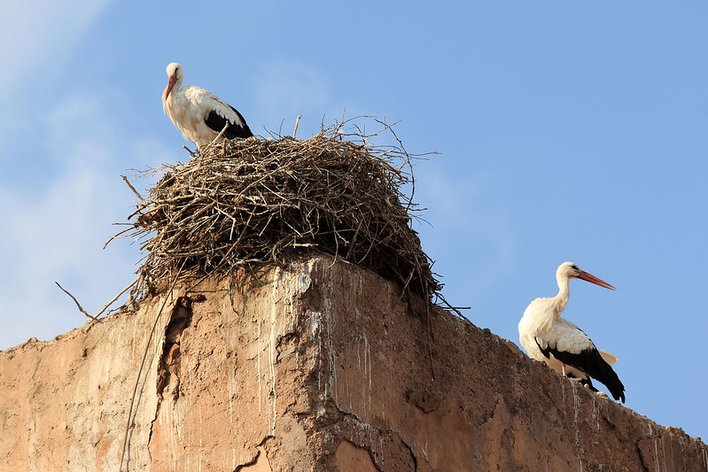 Stork nest