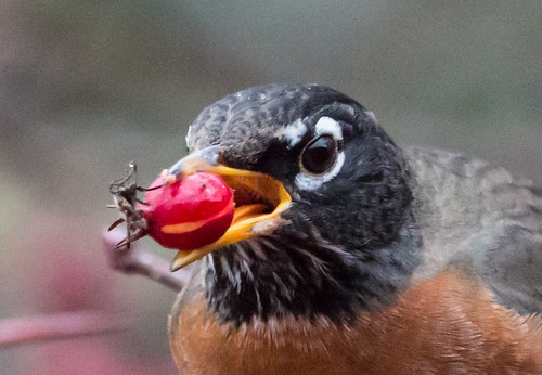 American Robin swallowing fruit using its tongue