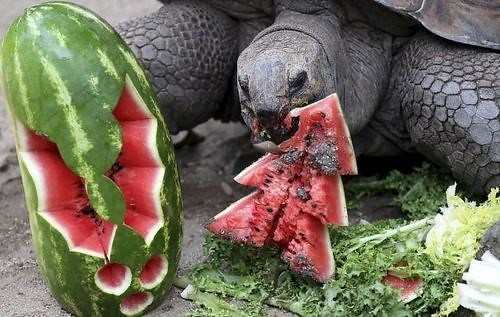 giant tortoise eats watermelon carved in holly and tree shapes