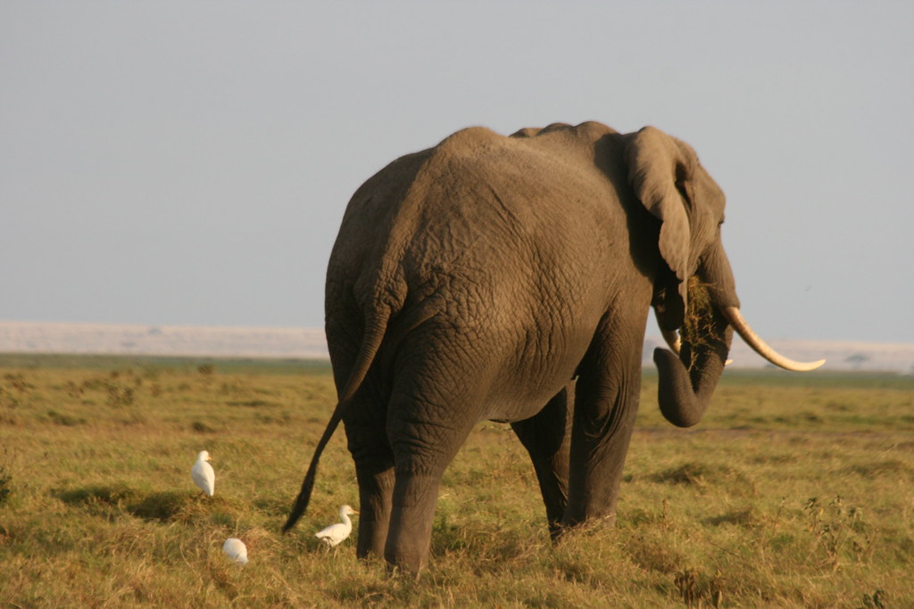 AMBOSELI I - MEMORIAS DE KENIA 14 días de Safari (17)