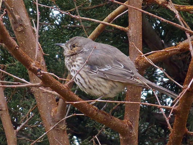 Sage Thrasher on Log Cabin Hill Rd in Putnam County, IL 06