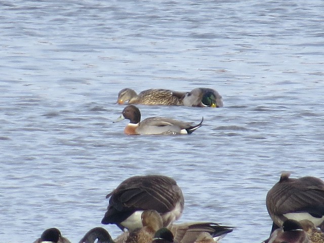 Mallard X Northern Pintail Hybrid with Mallards at the Kenneth L. Schroeder Wildlife Sanctuary in McLean County, IL 06