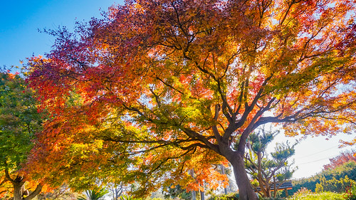 serene outdoor tree japanesemaple landscape color fall