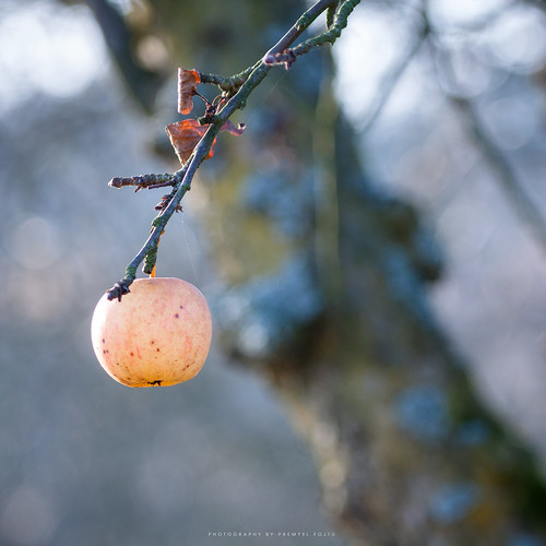 november autumn light tree apple nature fruit canon garden eos branch bokeh dry stick lonely dslr outofplace 50d ef100400