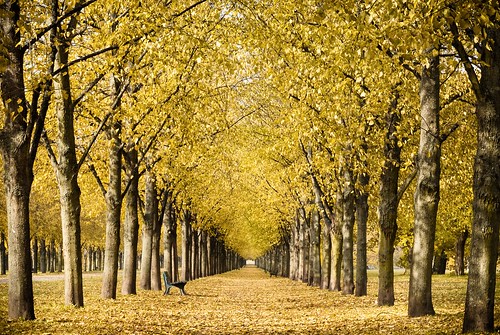 autumn trees yellow alley herbst hannover gelb bäume allee herrenhäusergärten