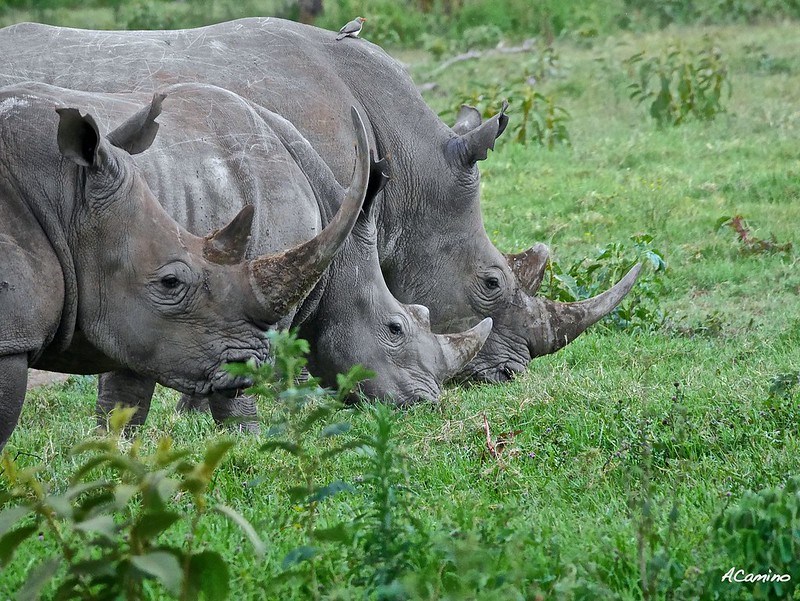 El lago Nakuru y sus Rinocerontes blancos, leones arborícolas y mas flamencos - 12 días de Safari en Kenia: Jambo bwana (48)