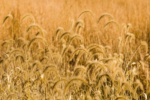 grass virginia foxtailgrass blandyexperimentalfarm virginiastatearboretum