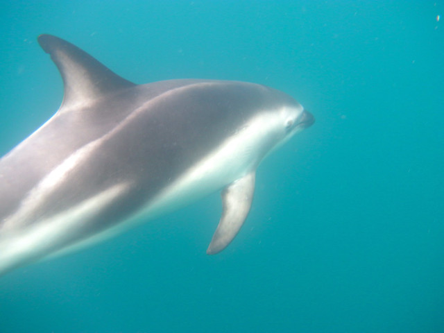 Swimming with dusky dolphins in Kaikoura, New Zealand