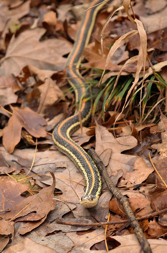 autumn fall garter snake arkansas serpent repitle