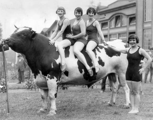 Women in bathing suits posing with a prize bull