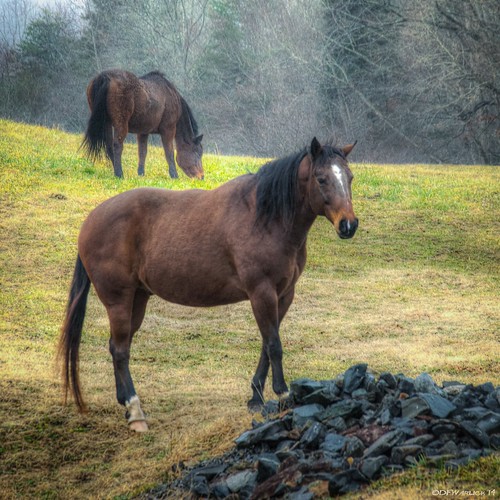 horses horse postprocessed unitedstates northcarolina pasture shelby hdr lightroom clevelandcounty mosslake photomatix shelbync