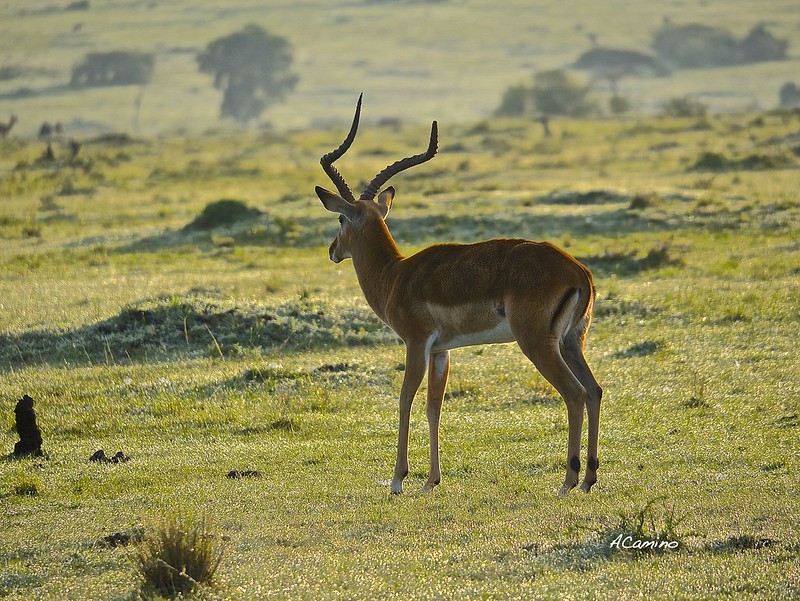 12 días de Safari en Kenia: Jambo bwana - Blogs de Kenia - Gran dia en el M.Mara viendo cazar a los guepardos (6)