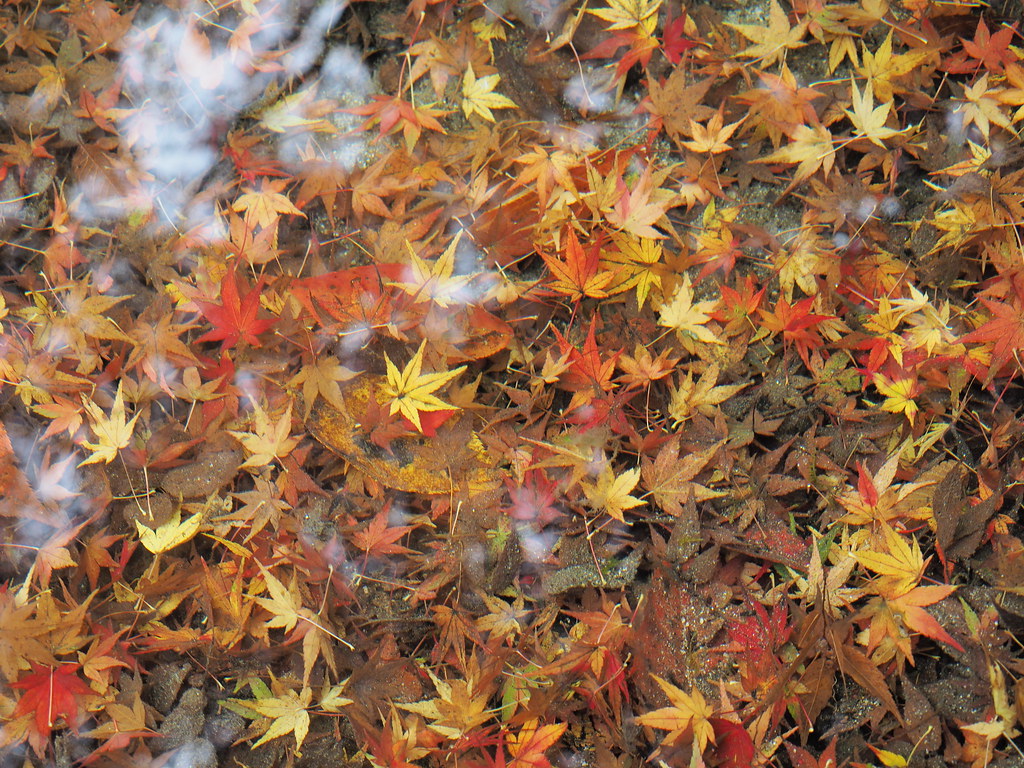 秋の京都紅葉 2014