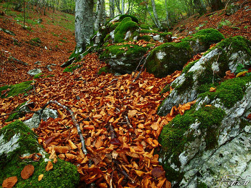 españa paisajes naturaleza nature hojas landscapes spain otoño burgos suelo hayedo castillayleon merindades montija valledemena alfer520