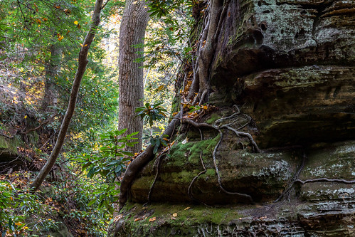 tree fall rock moss unitedstates kentucky root olivehill cartercaves canon60d 1635mmf28llens