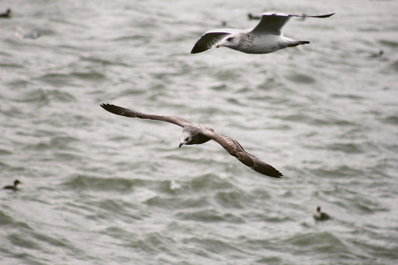Lake Erie Birds