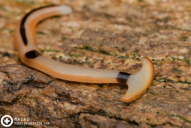 Orange Hammerhead worm- Bipalium