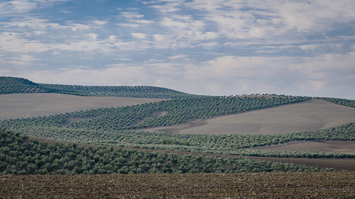 rural spain andalucia hills plantation olives fields layers agriculture rolling groves montoro