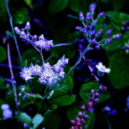 mountain flower colors beautiful beauty forest photoshop square photography amazing cool nikon colorful photographer awesome squareformat colourful vignetting lightroom tiltshift 500px iphoneography instagramapp uploaded:by=instagram