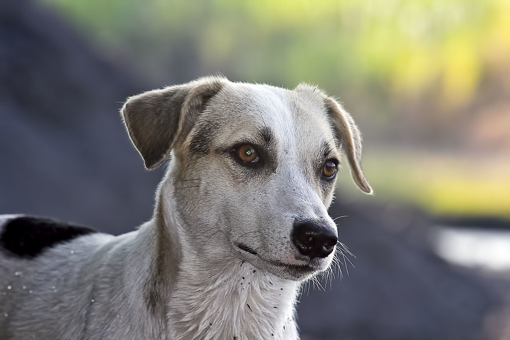 Rusia mató miles de perros callejeros como pretexto por el Mundial