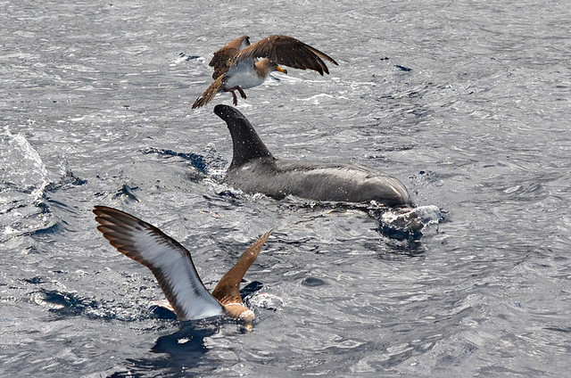 Dolphin and shearwaters, Los Gigantes, Tenerife