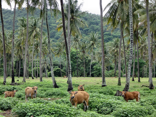 nature construction cows resort flickraward coconutpalmtrees blinkagain kerandanganlombokbaratlombokindonesia senggigilombokbaratlombokindonesia