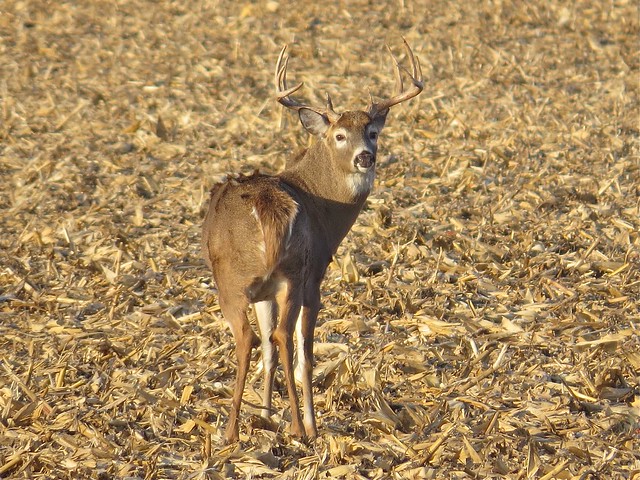 White-tailed Buck in McLean County, IL 11