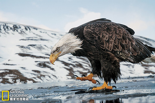 在結凍的湖面上行走。攝影： KLAUS NIGGE；圖片提供：《國家地理》雜誌中文版2015年1月號