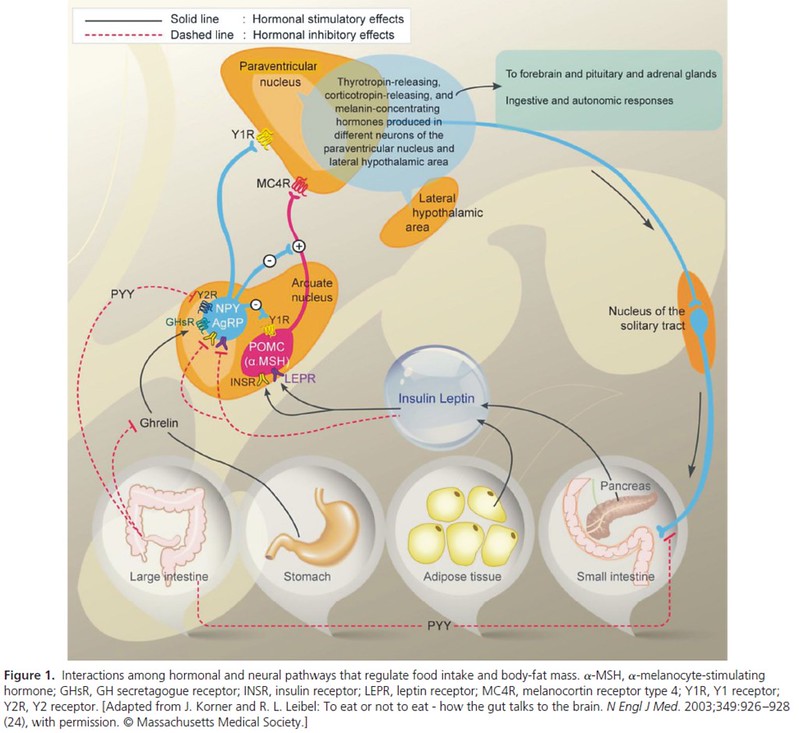 hormone neural pathways obesety