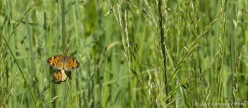 butterfly indiana crescent mating naturephotography macrophotography martincounty insecta brushfoot lepidopterabutterfliesmoths photographerjaycossey