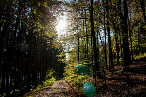 wood autumn trees sun tree nature forest canon germany deutschland eos day tag herbst natur sunny hike cc creativecommons sonnig sonne wald bäume baum wanderung sauerland ccbysa 700d