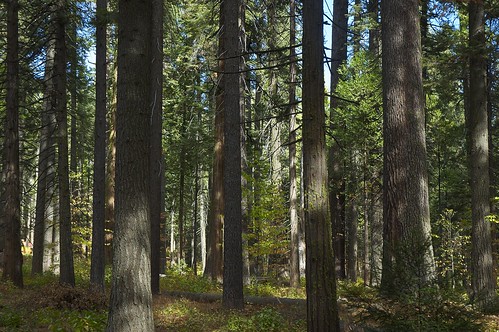 california trees usa nature forest landscape nikon nikond70s dslr underbrush sierranevadamountains calaverascounty calaverasbigtreesstatepark