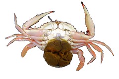 開花母蟹（圖例：鏽斑蟳，俗稱花蟹）腹側（圖：漁業署）