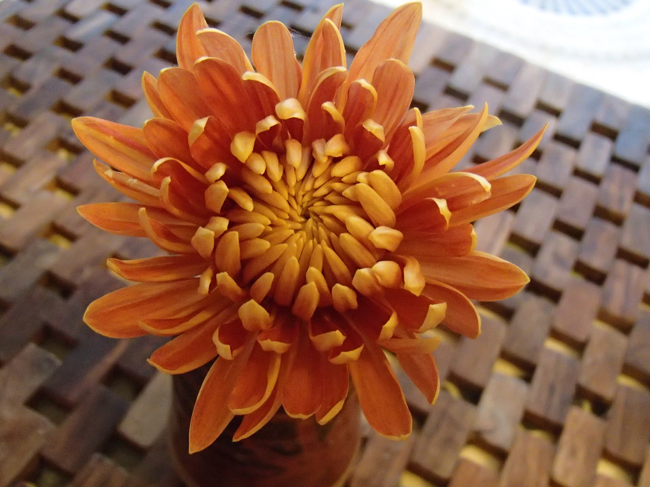 Chrysanthemum 'Orange Allouise'